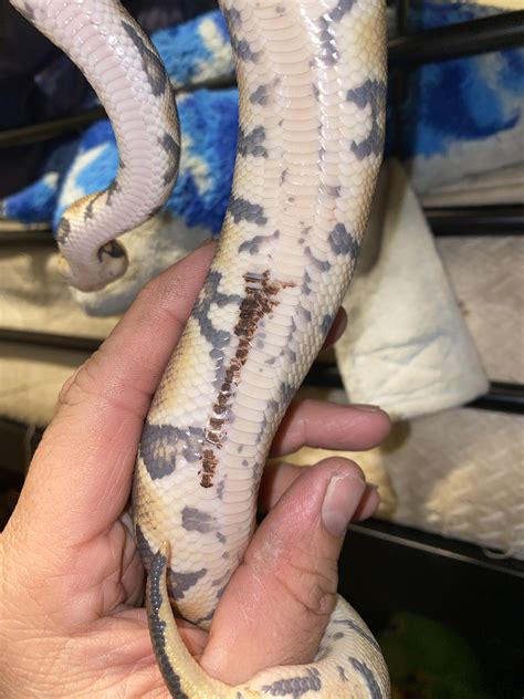 Image result for Stages Before a Python Sheds