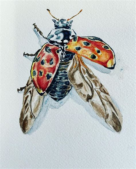 Image result for Insect Drawing