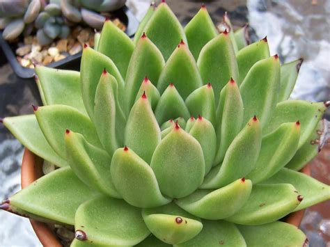 Echeveria agavoides (Molded Wax) | World of Succulents