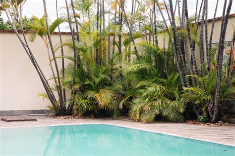 Landscaping Plants Around Pools
