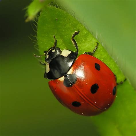 Do Ladybugs Bite? The Surprising Answer - The Infinite Spider