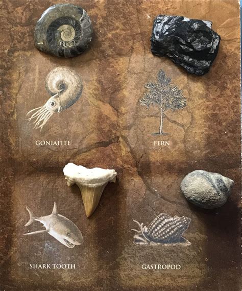 Image result for Fossil SQLite