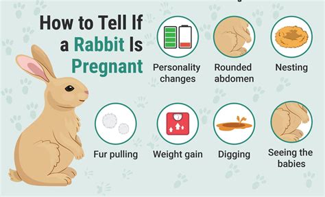 How to Tell if a Rabbit Is Pregnant: 7 Signs to Look For | PangoVet