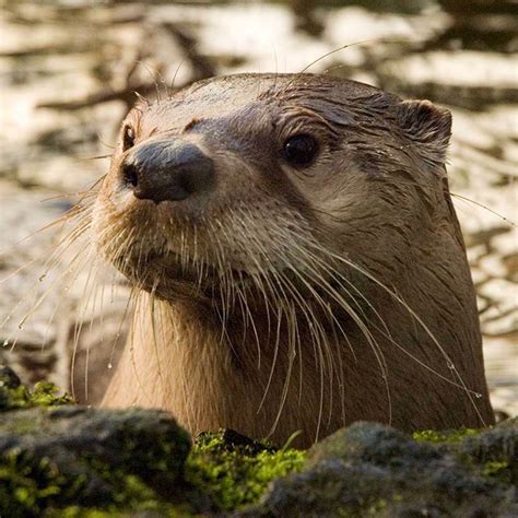 Northern River Otter