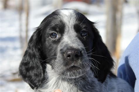 Blue Picardy Spaniel puppy