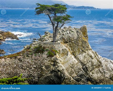 The Lone Cypress, Pebble Beach, CA Editorial Photography - Image of ...