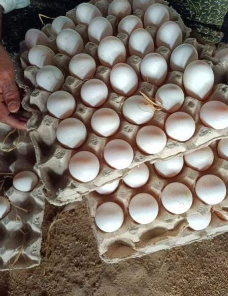 Moksha Sri Poultry Hatcheries - Duck Hatching Eggs Manufacturer ...