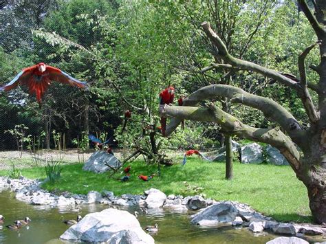 ZooLex Image - Aviary from inside