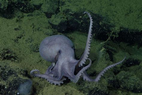 California coast housing 20,000 of world’s largest octopuses