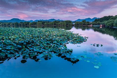 【荷花－夏天最靓丽的风景(2)摄影图片】莫愁湖生态摄影_Great