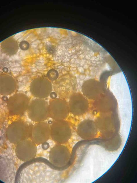 Delhi World Public School