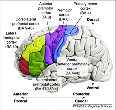 Image result for Dorsolateral Prefrontal Cortex