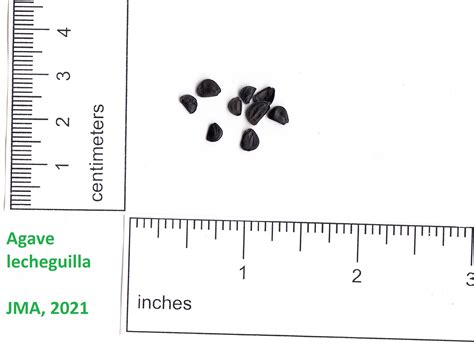 Native Wildflower Seed Gallery