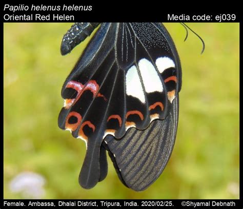 Papilio helenus | Butterfly