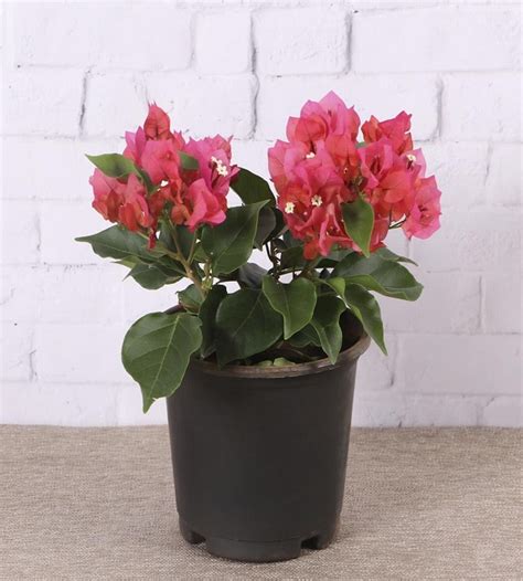 Bougainvillea Dwarf- Dark Pink | TheGreenyard.in