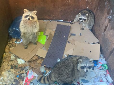 Newmarket Wildlife Removal: Why Do Raccoons Love Trash Cans?