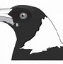 Image result for magpies