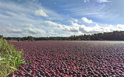 Massachusetts cranberry growers forecast an average crop this season ...