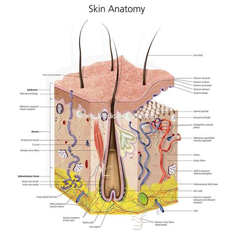 Understanding the Anatomy of the Skin: Labeled Diagram