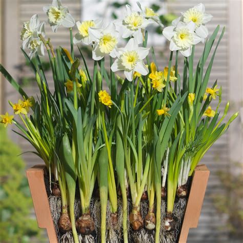Buy bulb lasagne collection for pots Bulbs for pots  