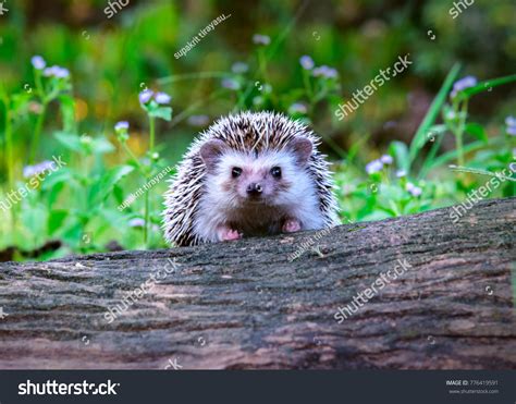 Really Cute Hedgehogs
