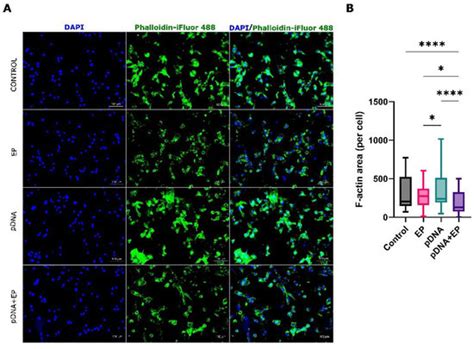 Acute Effects of Intratumor DNA Electrotransfer