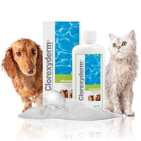 Buy ICF – clorexiderm Shampoo Online at desertcartINDIA