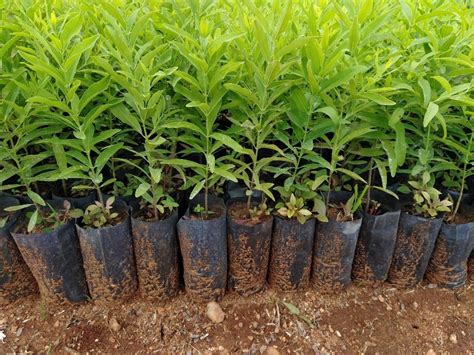 From Seedlings to Forests: Mastering Tree Nursery Management for Succe ...