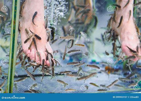 Foot Peeling with Garra Rufa Fish. View of Legs in Aquarium with Fish ...