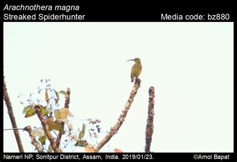 Arachnothera magna (Hodgson, 1836) - Streaked Spiderhunter | Birds
