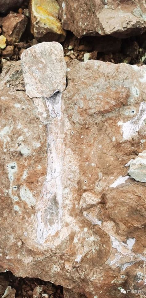 广西东兴发现侏罗纪时期恐龙化石 - 神秘的地球 科学|自然|地理|探索