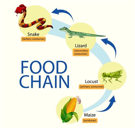 Science Food Chain 的图像结果