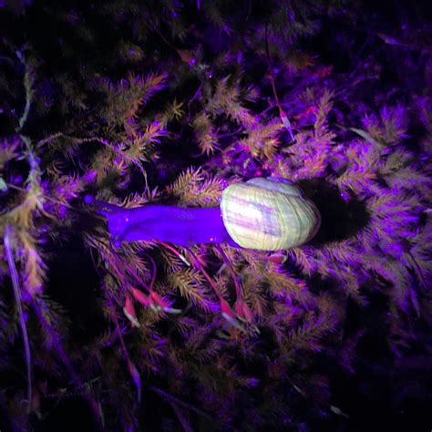 Biosphere Night walk - biofluorescence discovery workshop, Barr Trails ...