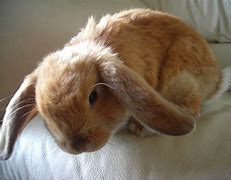 Image result for Cute Animals Bunny