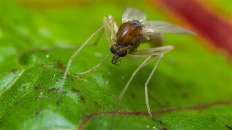 Identifying, Preventing and Eliminating No-see-ums