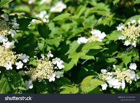 Viburnum Bush White Flowers Green Leaves Stock Photo 2270283607 ...