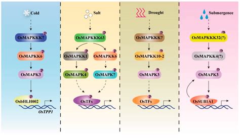 Update on the Roles of Rice MAPK Cascades