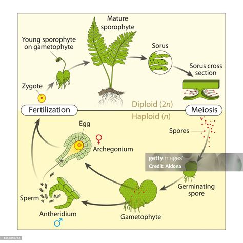 Image result for Fern Reproduction Cycle