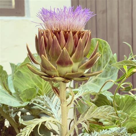 Artichoke Flower: Everything You Need to Know - Plants Craze