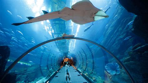 Dubai International Airport is installing face-scanning aquariums ...