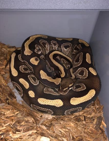 Image result for 6 Foot Ball Python