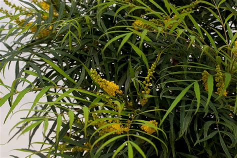 Soft Caress Mahonia | PlantAddicts.com