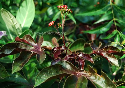 Jatropha gossypiifolia | Bellyache bush