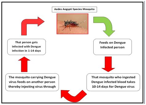 Dengue Fever Statistic | AER for 2021 dengue – GRFINZ