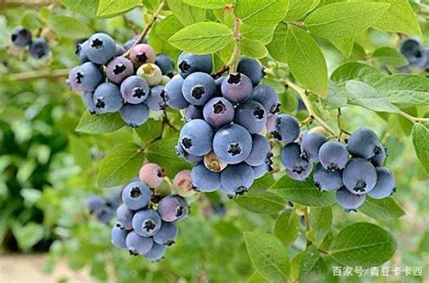 你那里适合栽种哪种蓝莓，让盆栽蓝莓每年都能结果的技巧