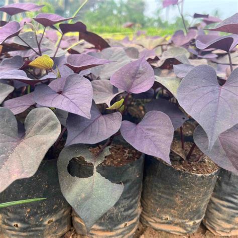 Ipomoea batatas black ace | Ipomoea Black Ace | Ipomoea Live plants ...