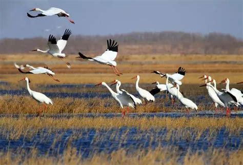 安徽六安：珍稀候鸟成群结队在东淠河翩翩飞舞-荔枝网图片