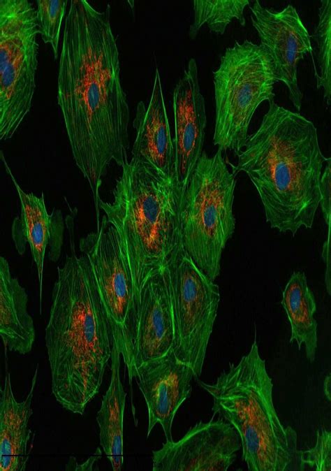 Microscope Cell 的图像结果