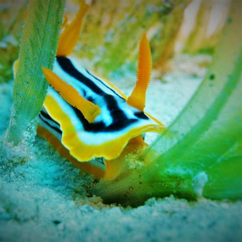 BLUEFORCE DIVING NUWEIBA (2026) All You Need to Know BEFORE You Go (w ...