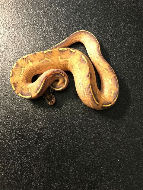 Highway Ball Python 的图像结果